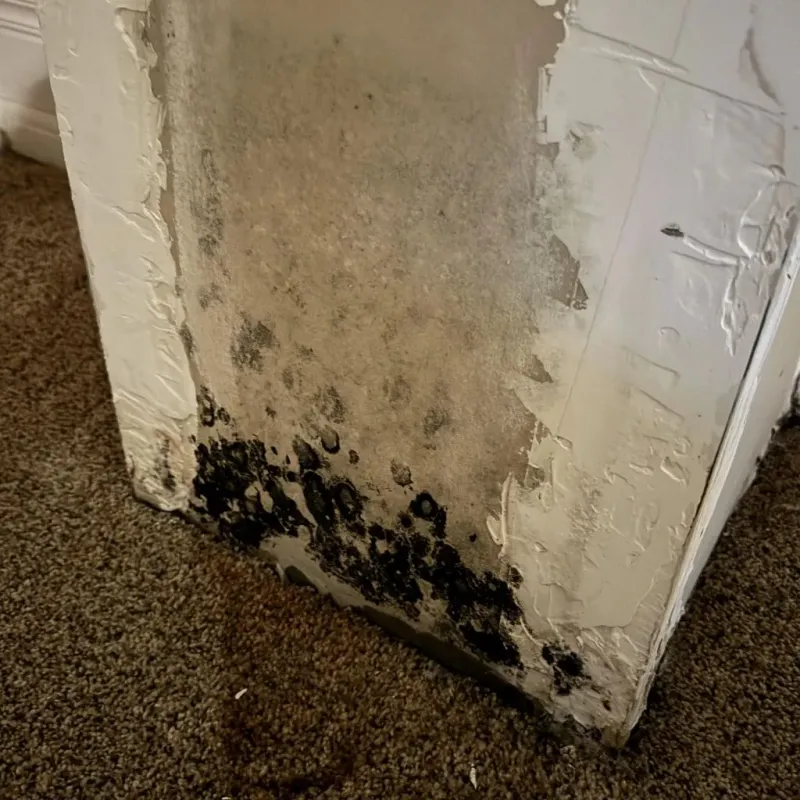 Professional Mold Removal in Sheridan County, ND